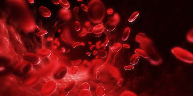 Recreación de glóbulos rojos circulando por una vena.