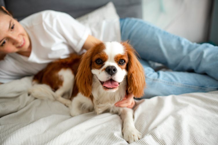 Woman lies in bed with spaniel