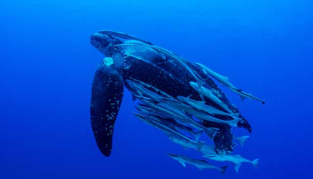 A leatherback turtle 