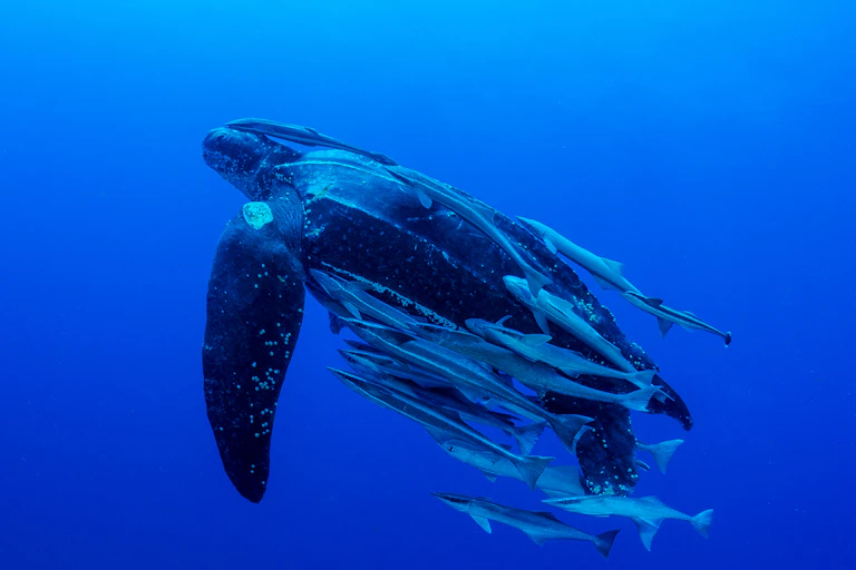A leatherback turtle