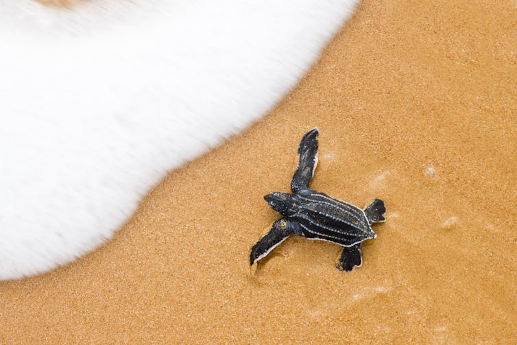 baby leatherback turtle