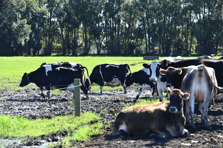 dairy cows on green grass