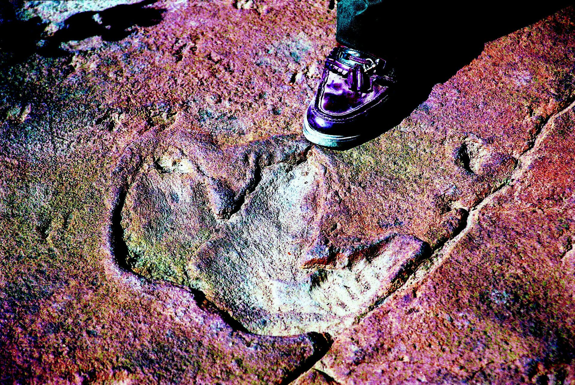 It's time to stop the fossil trade in its tracks and here's how