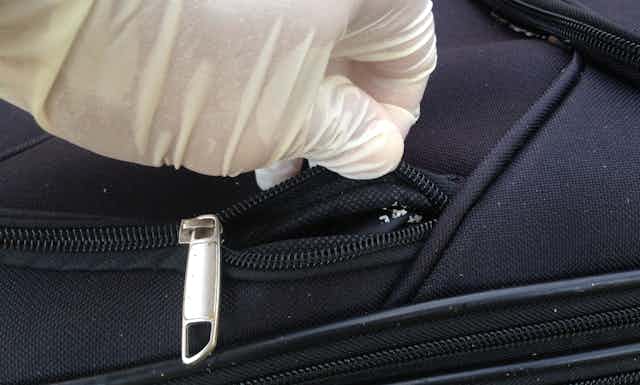 Close-up of a gloved hand opening a zipper with white insect eggs inside