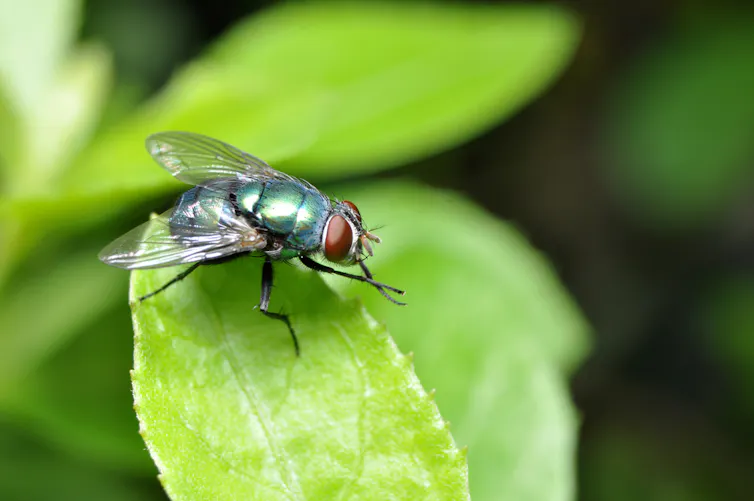An iridescent blue-green fly sitting on a green lead