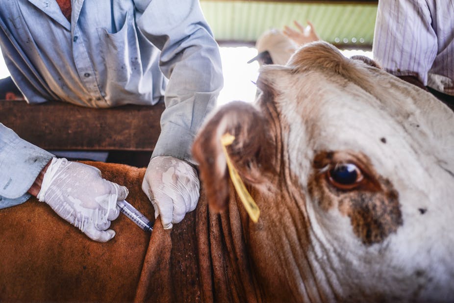 A close up of a person wearing a light shirt and white gloves injecting a cow. The cow is brown and white and has a yellow tag on its ear.