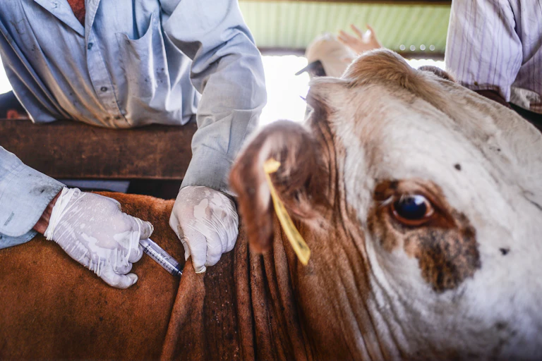 A close up of a person wearing a light shirt and white gloves injecting a cow. The cow is brown and white and has a yellow tag on its ear.