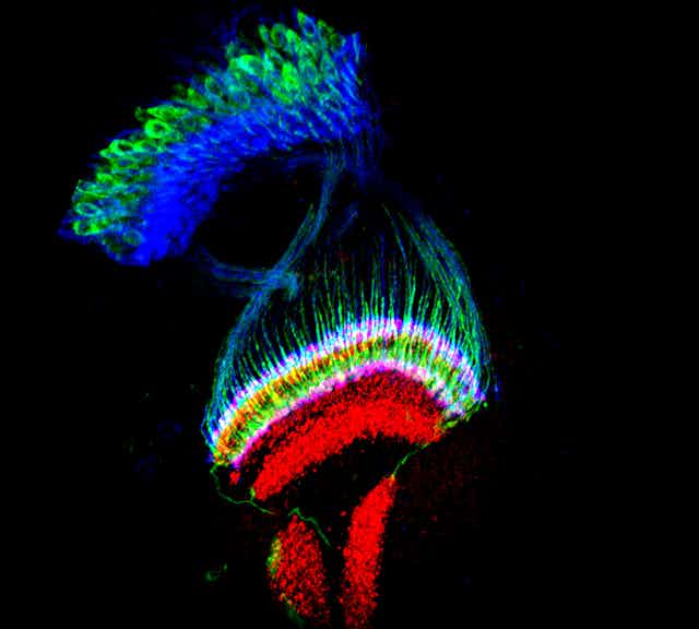 Vue en fluorescence du lobe optique du cerveau d'une drosophile. Panaches et motifs de couleurs bleues, verte, rouge et blanches
