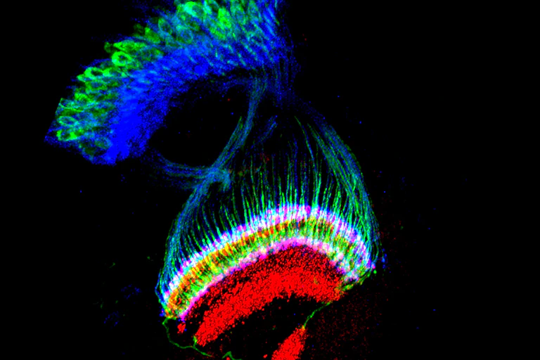 Vue en fluorescence du lobe optique du cerveau d'une drosophile. Panaches et motifs de couleurs bleues, verte, rouge et blanches