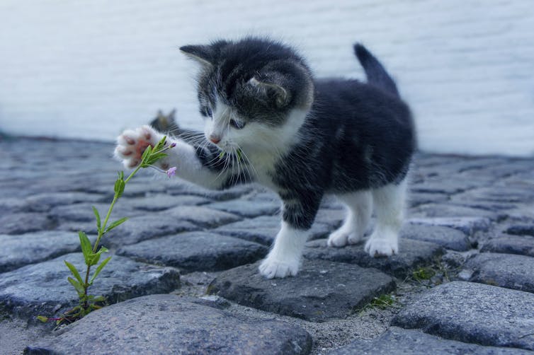 A kitten playing with a flower growing between pavers