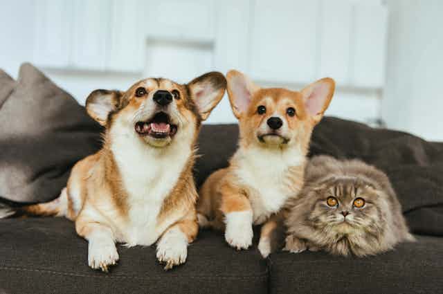 Dos perros y un gato tumbados en un sofá.