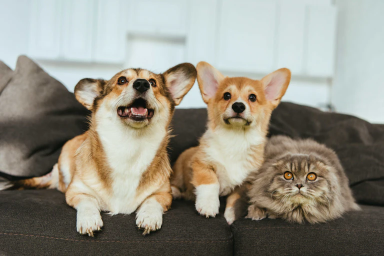 Dos perros y un gato tumbados en un sofá.