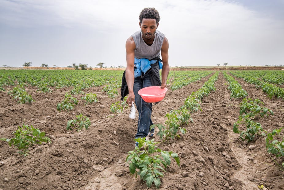 Man spreading fertiliser from a bowl in a farm.