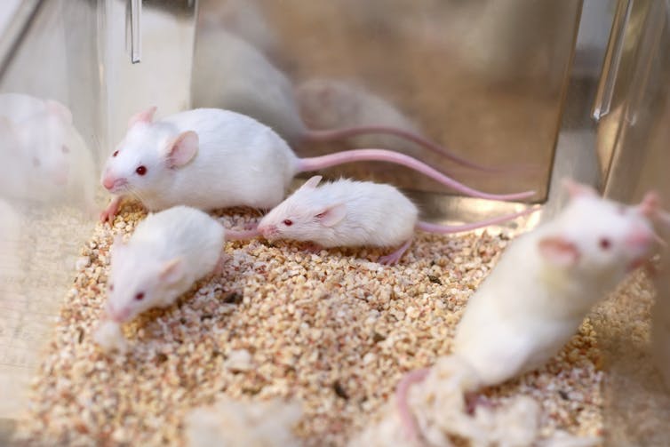 Four white mice in a cage