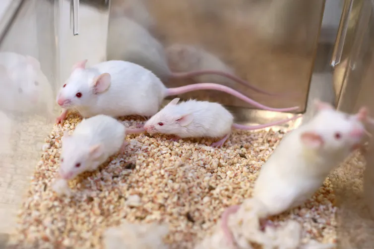 Four white mice in a cage