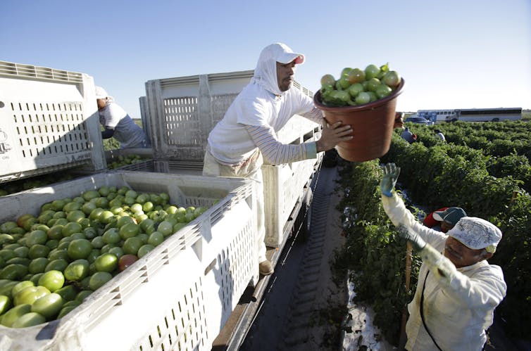 a farmworker on the ground passes a bucket of tomatoes to a worker in a truck full of tomatoes