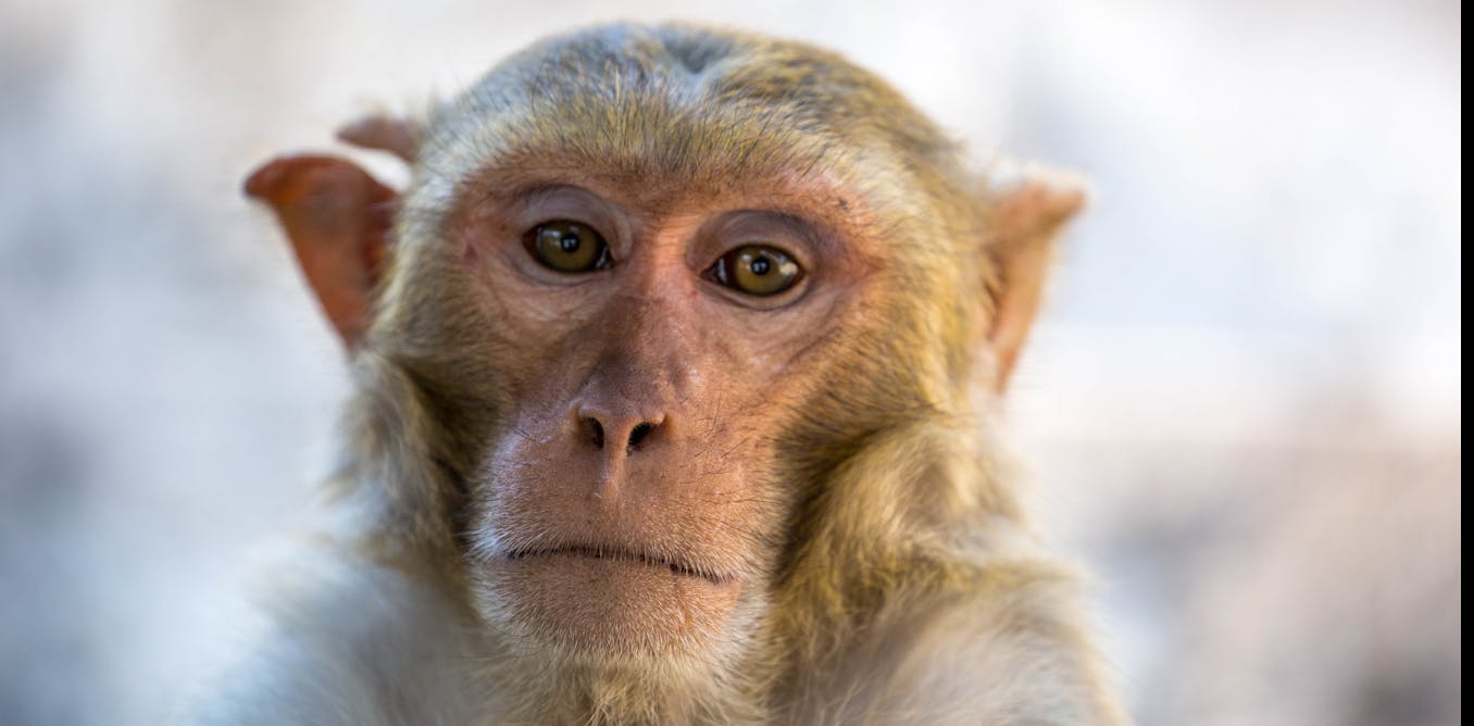 L’expansion de la recherche sur la maladie d’Alzheimer avec des primates pourrait résoudre le problème avec des traitements qui semblent prometteurs chez les souris mais qui n’aident pas les humains.