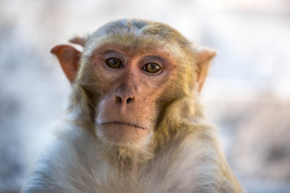 Close-up of rhesus macaque
