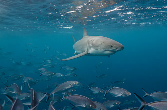 Seekor hiu putih tertangkap kamera sedang berenang di dekat sekumpulan ikan.