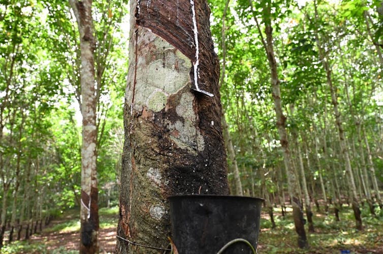 Caoutchouc naturel - Stratégie nationale de lutte contre la déforestation  importée