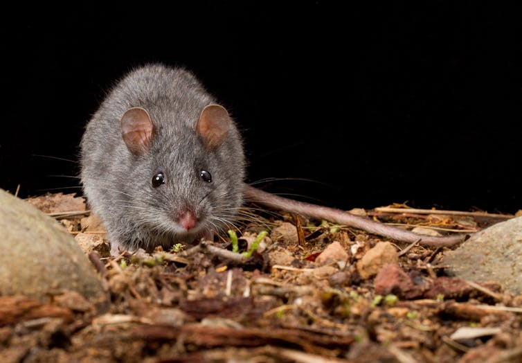 Un adorable animal ressemblant à un rat avec un doux pelage gris et un joli nez rose