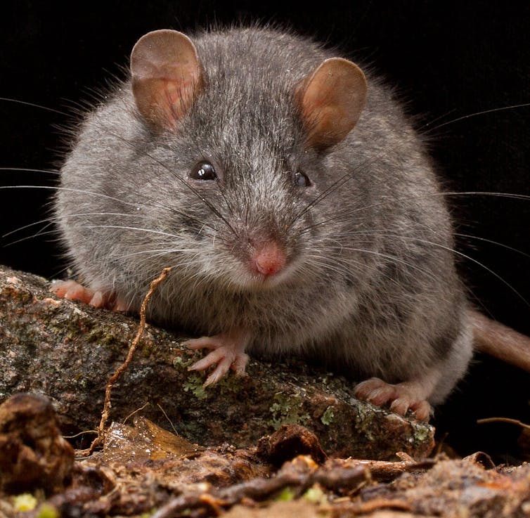 A small, grey rodent with round ears looking towards the camera, sitting on a rock