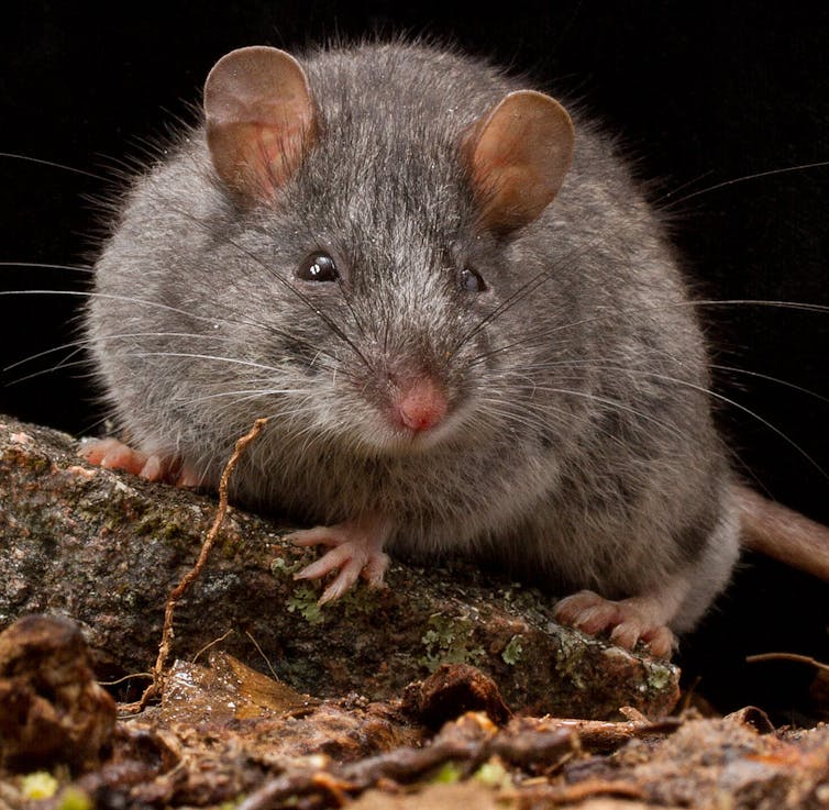 Un petit rongeur gris aux oreilles rondes regardant vers la caméra, assis sur un rocher