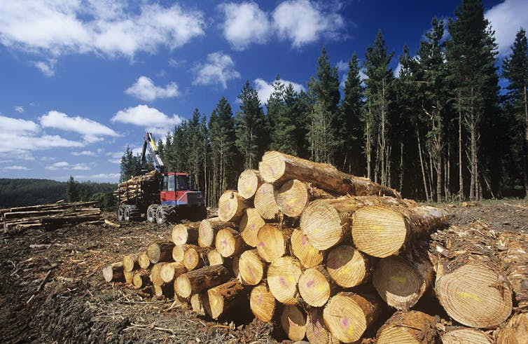 A pile of logs with a stand of trees and a lorry laden with wood behind it.