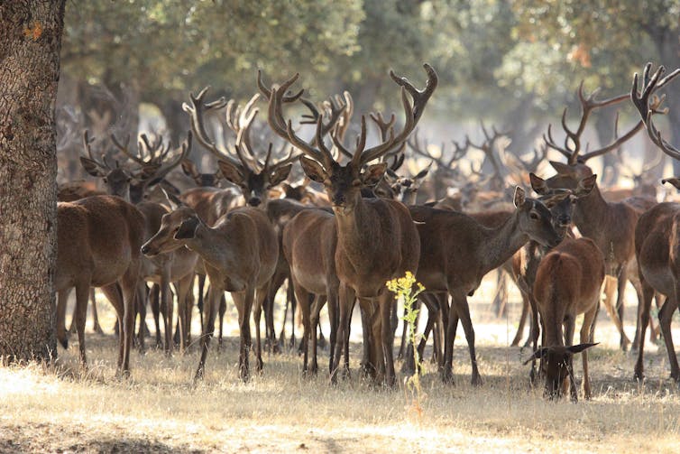 enfermedades fauna silvestre. Grupo de ciervos.