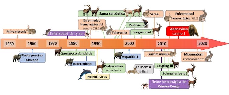 Esquema cronológico del surgimiento de diferentes enfermedades emergentes en mamíferos ibéricos