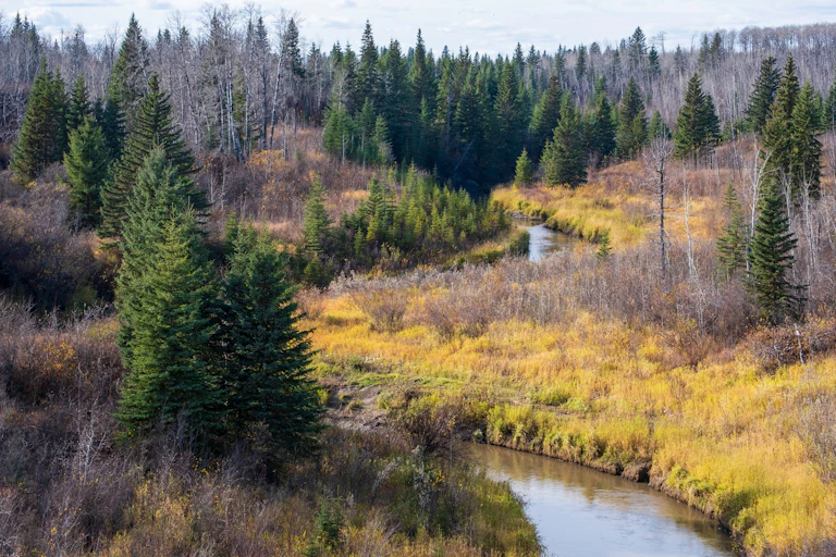a scenic view of a river winding through a forest