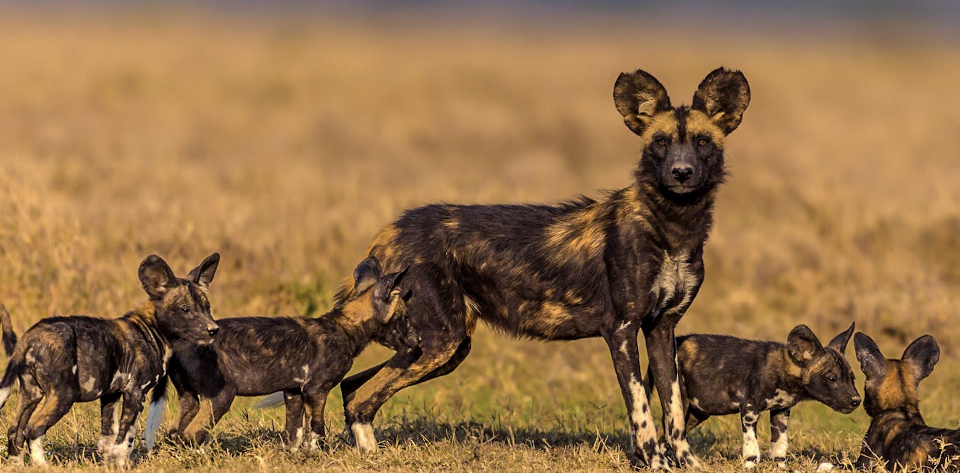 Climate Change Is Causing Endangered African Wild Dogs To Give Birth Later  – Threatening The Survival Of The Pack