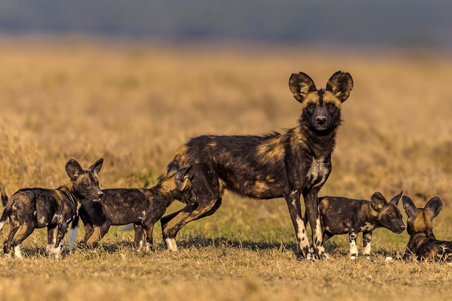 African wild dog with puppies