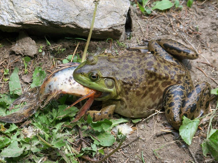 An American bullfrog with a large goldfish of approximately equal size in its mouth
