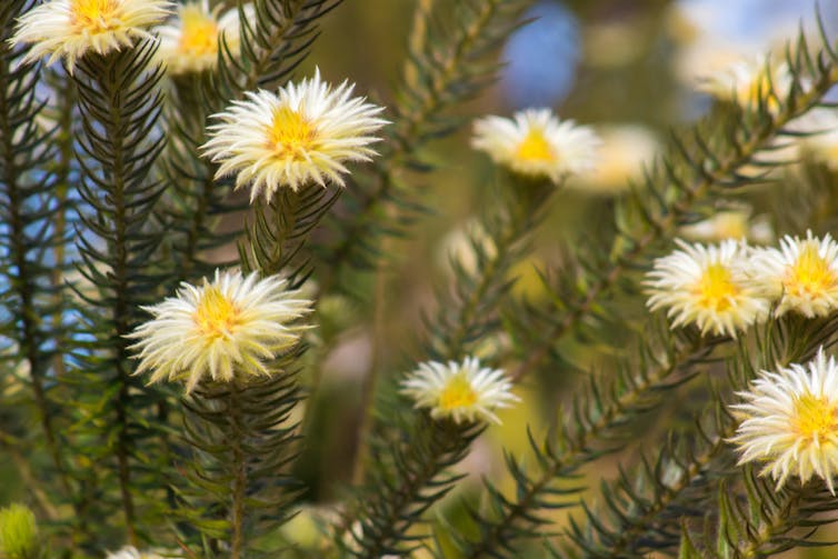 Close-up of a spiny plant with daisy-like flowers perched on each stem