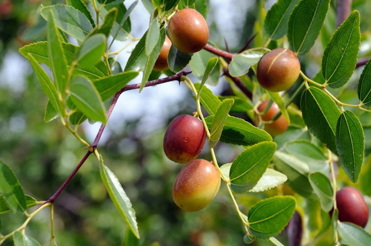 Close-up of a leafy green plants with brownish plum-shaped fruit