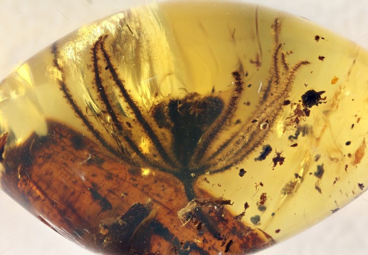 Close-up of a slightly fuzzy, spider-like flower head frozen in amber