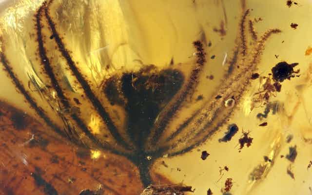 A spider-like flower head trapped in amber along with some soot
