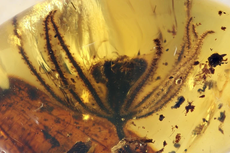 A spider-like flower head trapped in amber along with some soot