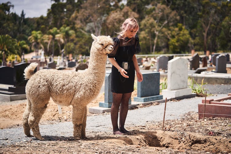 An alpaca and a  woman stand at a grave.