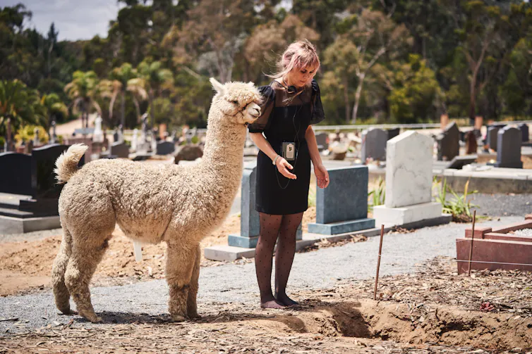 An alpaca and a woman stand at a grave.
