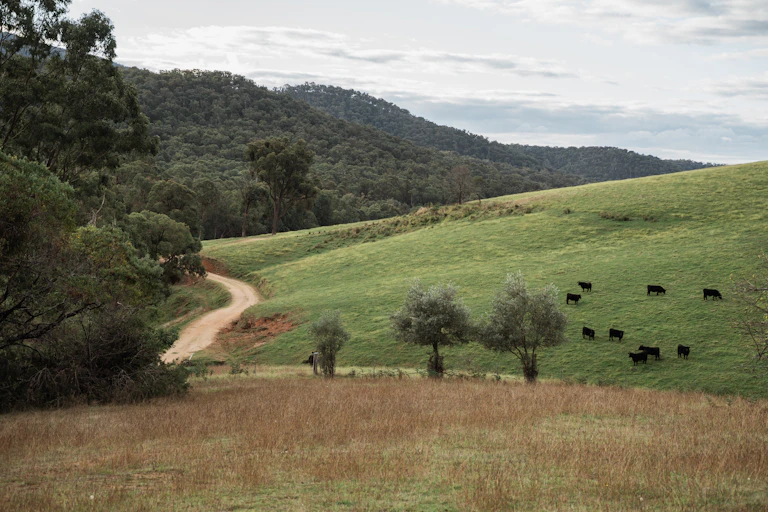 gippsland farm and trees