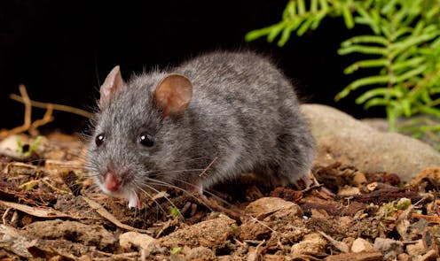 Scientists release world-first DNA map of an endangered Australian mouse, and it will help to save it