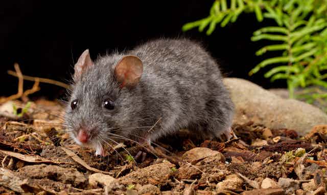 A small, grey mouse with round ears and black, beady eyes