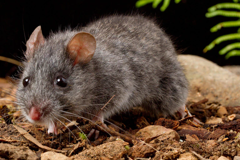 A small, grey mouse with round ears and black, beady eyes