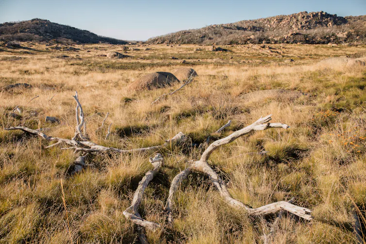 grasslands