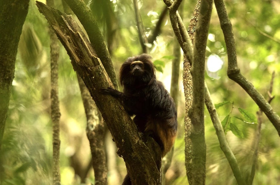 Un singe dans un arbre 