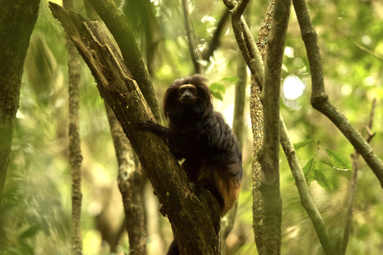 Un singe dans un arbre