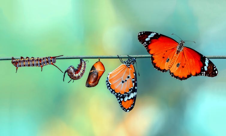Caterpillar metamorphosis