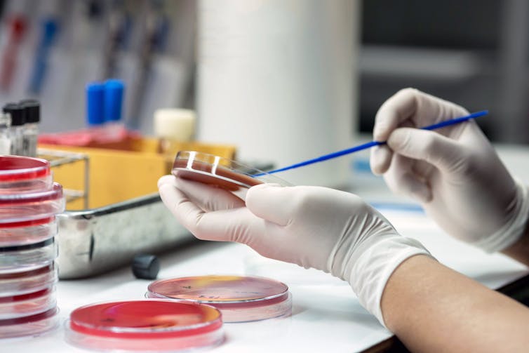 A lab technician swabs a sample onto a petri dish. There are a stack of other petri dishes waiting for samples in the background.